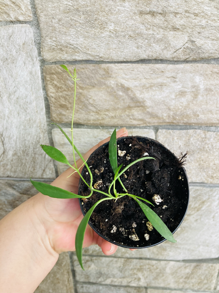 Hoya odetteae x tsangii 
