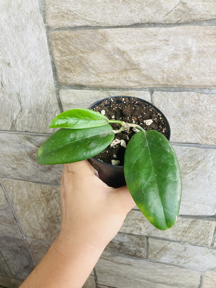 Hoya ut 029