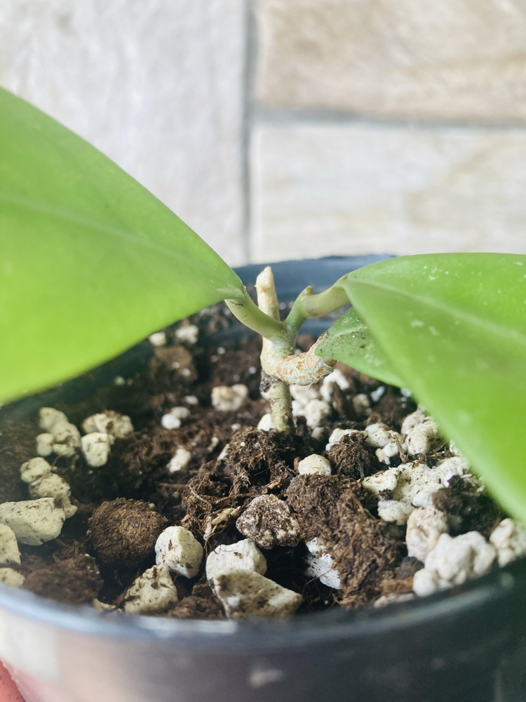 Hoya mindorensis ut 042