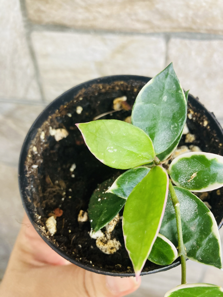 Hoya lacunosa asami 