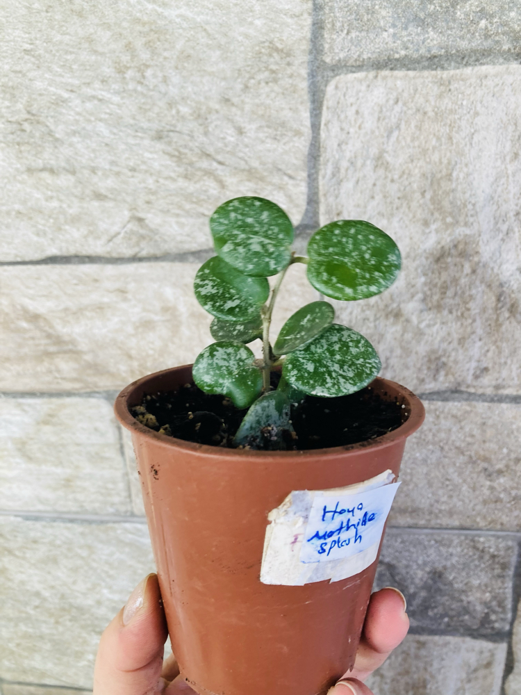 Hoya mathilde splash 
