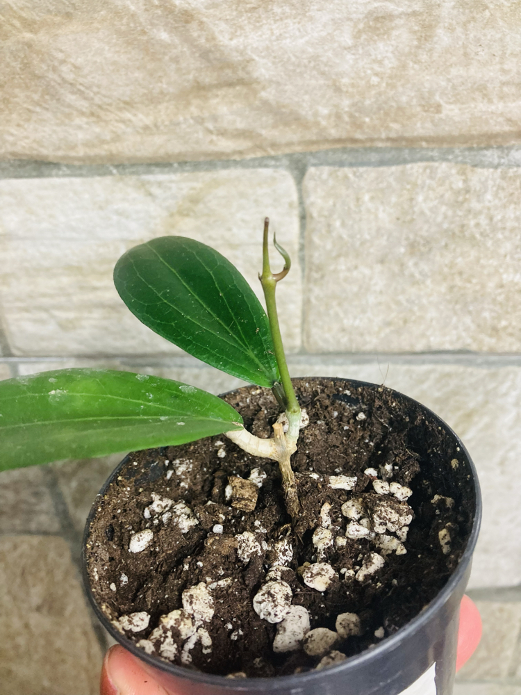 Hoya Lp 009