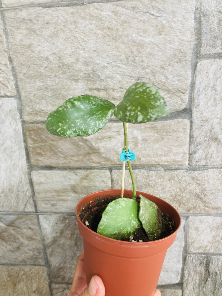 Hoya waymaniae splash borneo 