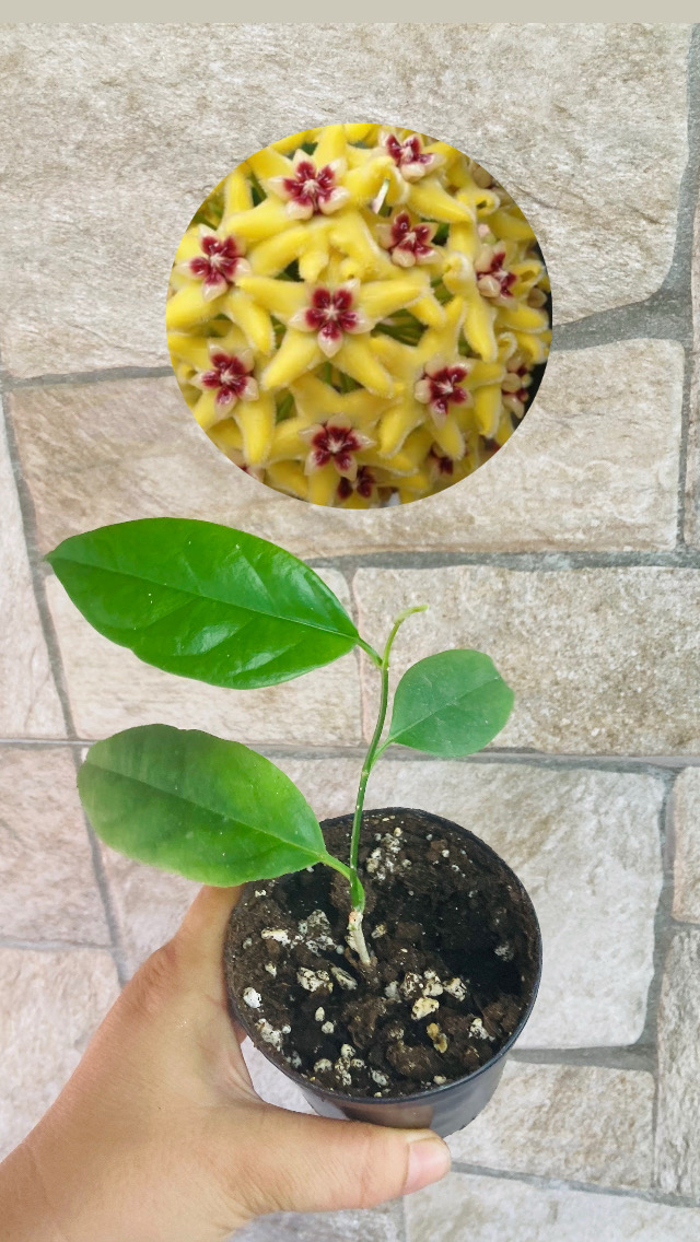 Hoya alagensis 