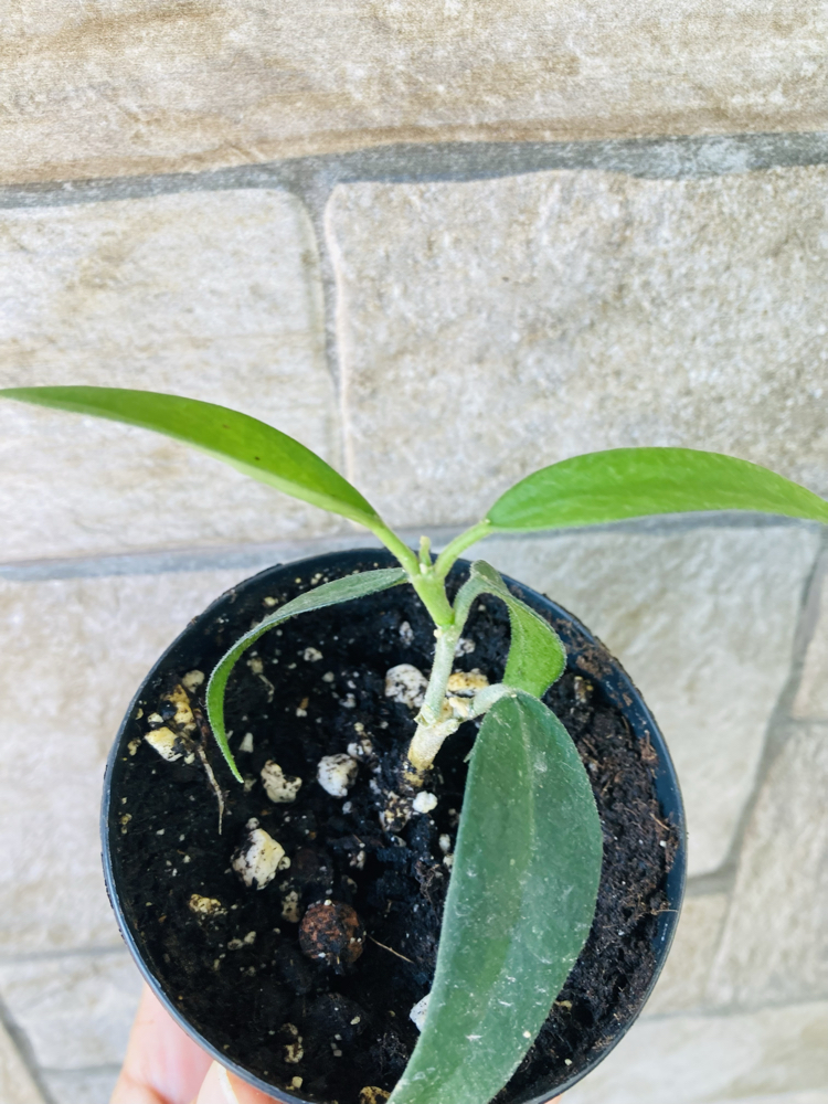 Hoya burmanica 