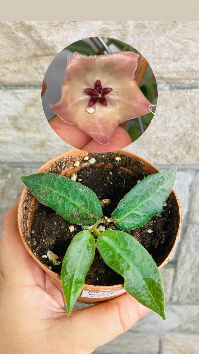 Hoya patella pink 