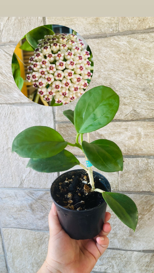 Hoya pachclada red