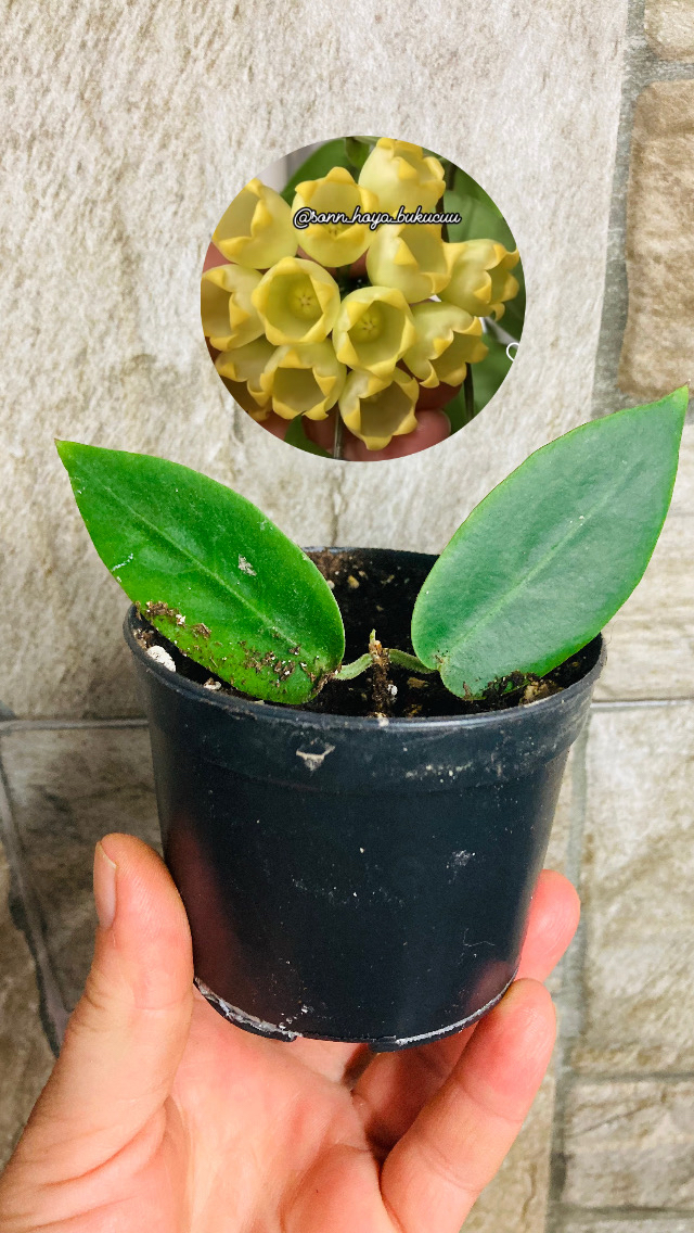 Hoya inflata