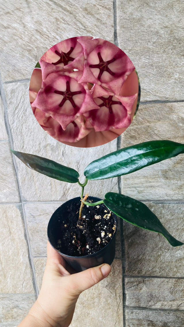 Hoya Arcboldiana 