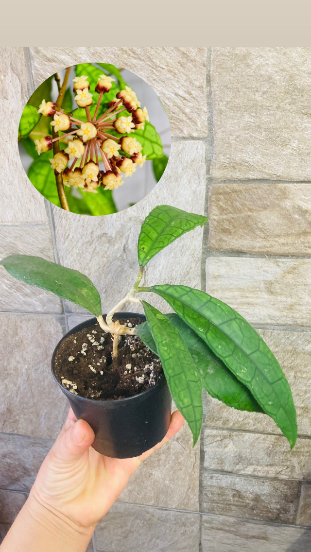 Hoya finlaysonii 