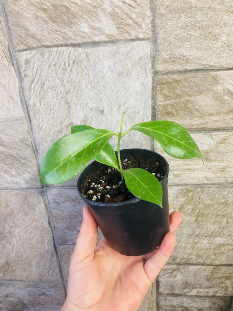 Hoya obscura