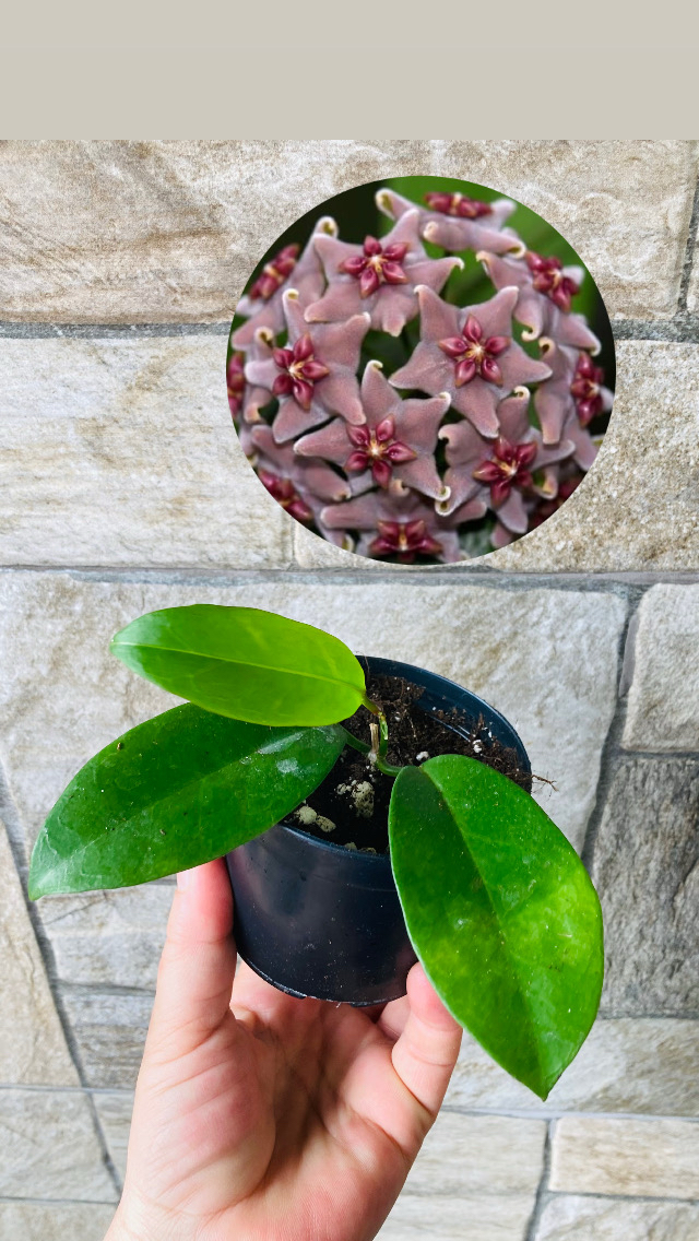 Hoya vitiensis
