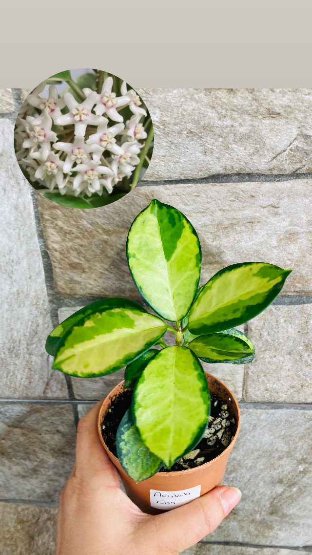 Hoya australis lisa 