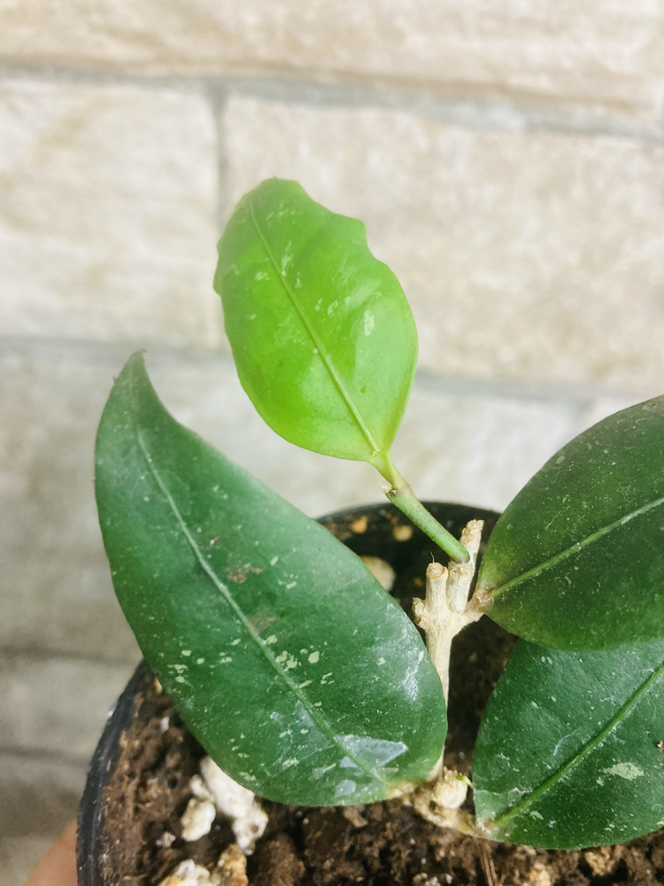 Hoya amicabilis 
