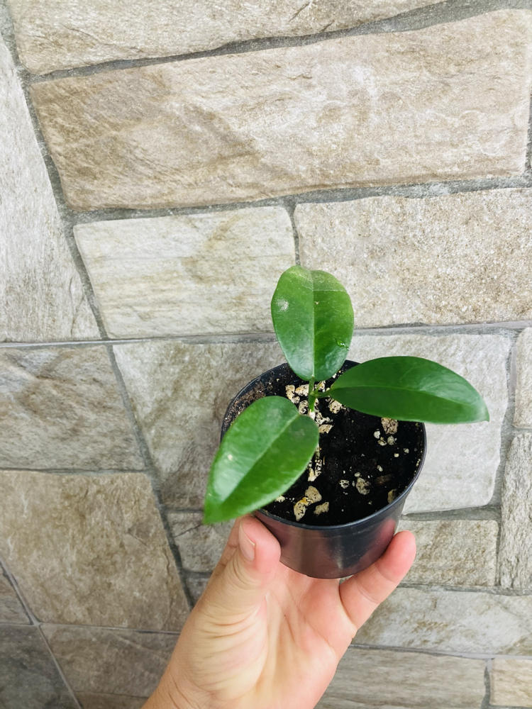 Hoya vitiensis 