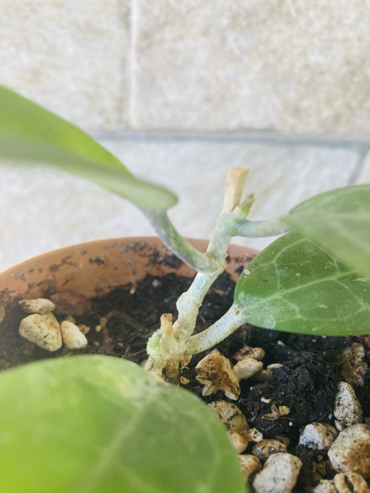 Hoya eliptica splash 