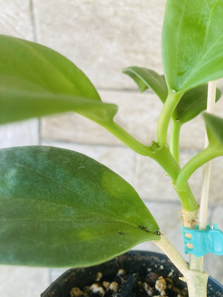 Hoya pachclada red