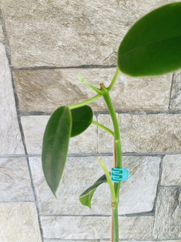 Hoya optimistic