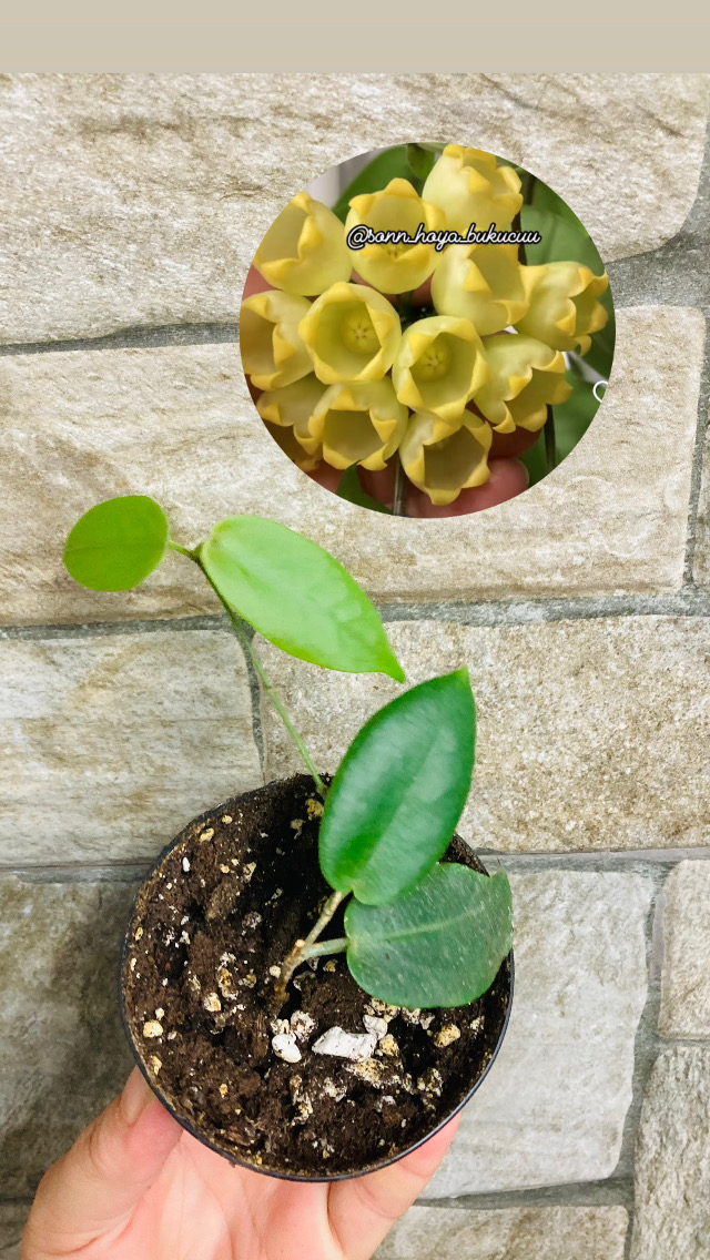 Hoya inflata 