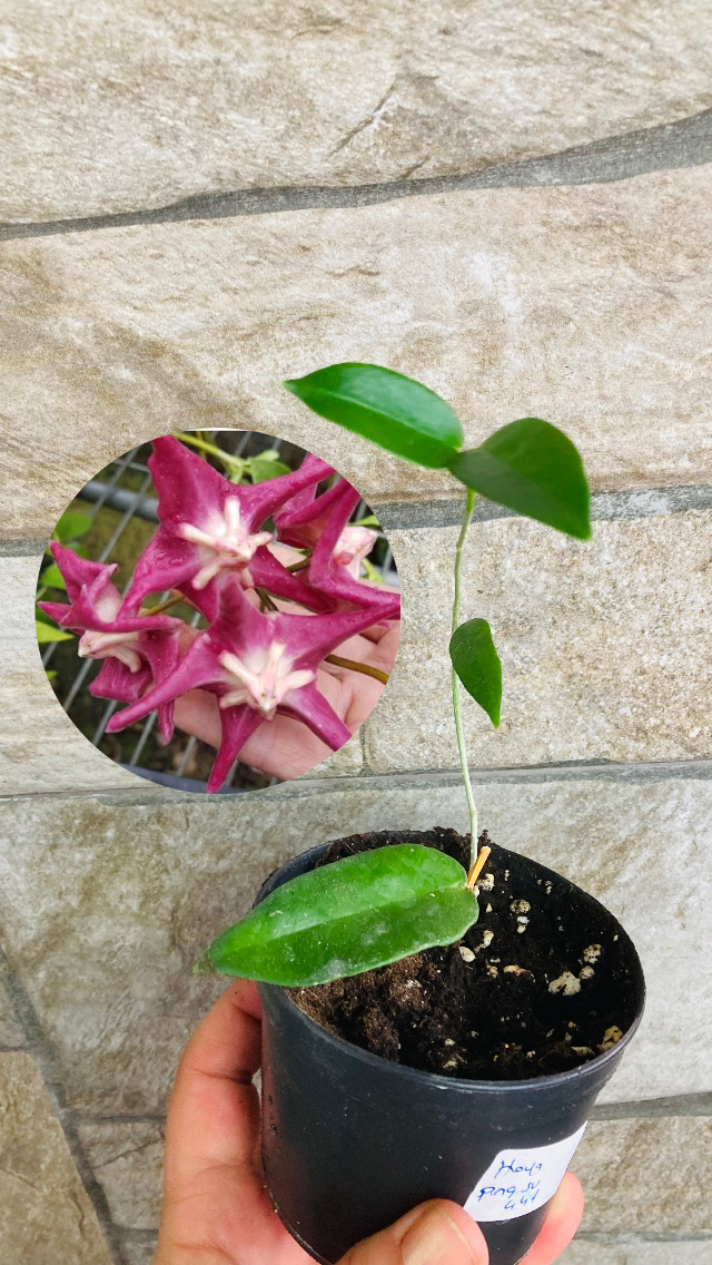 Hoya sv 441