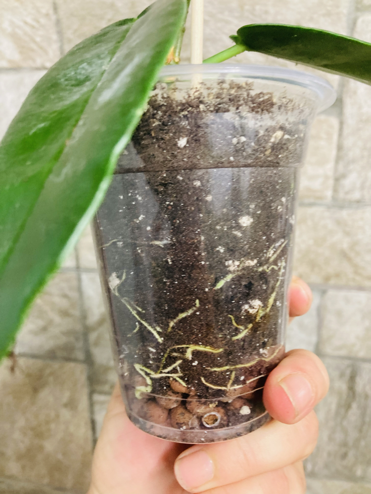 Hoya Arcboldiana pink