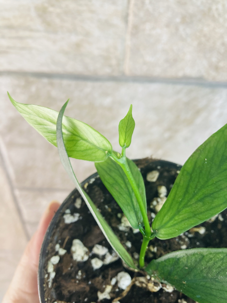 Hoya polynuera