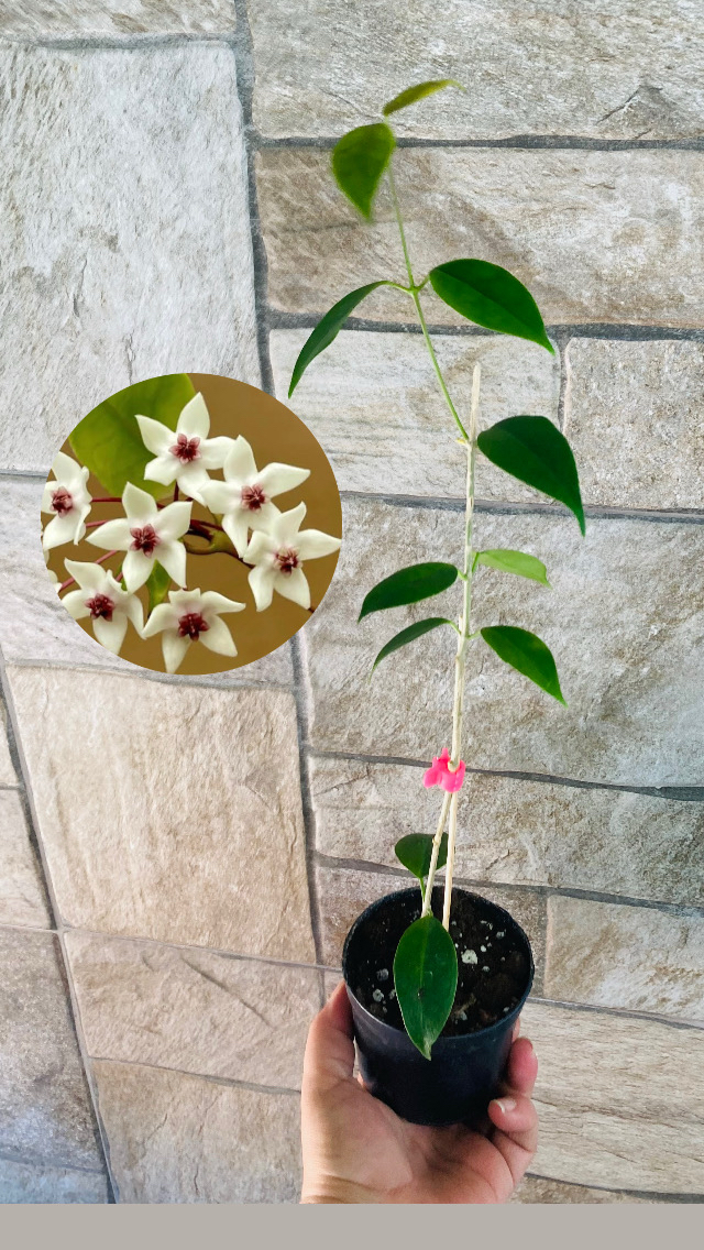 Hoya iris mariae