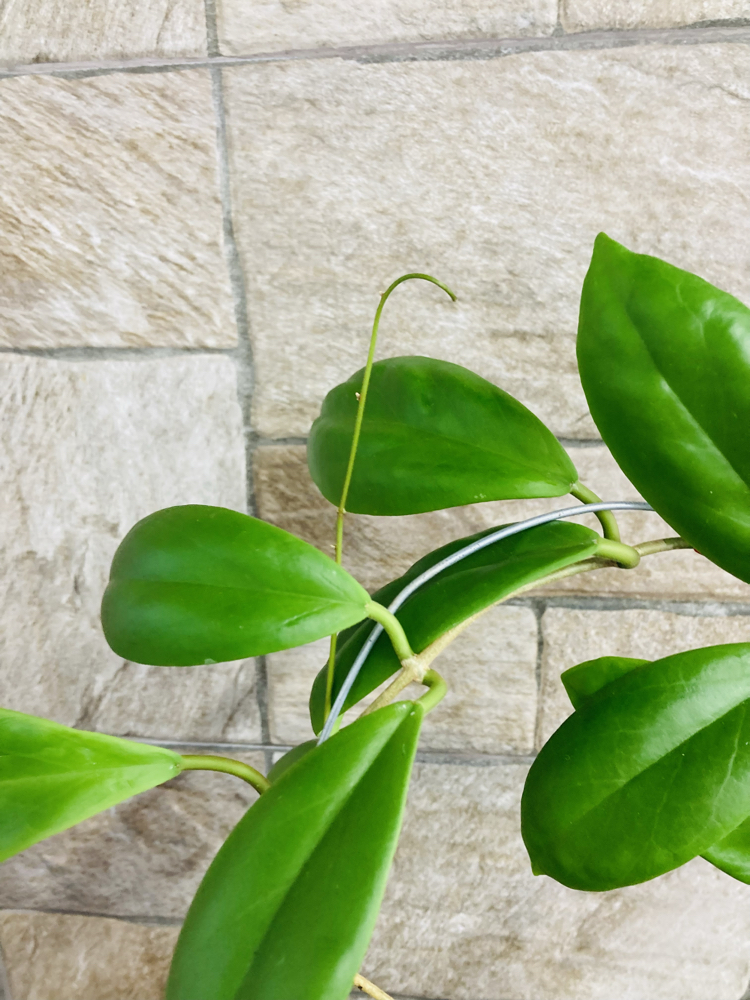 Hoya incarssata