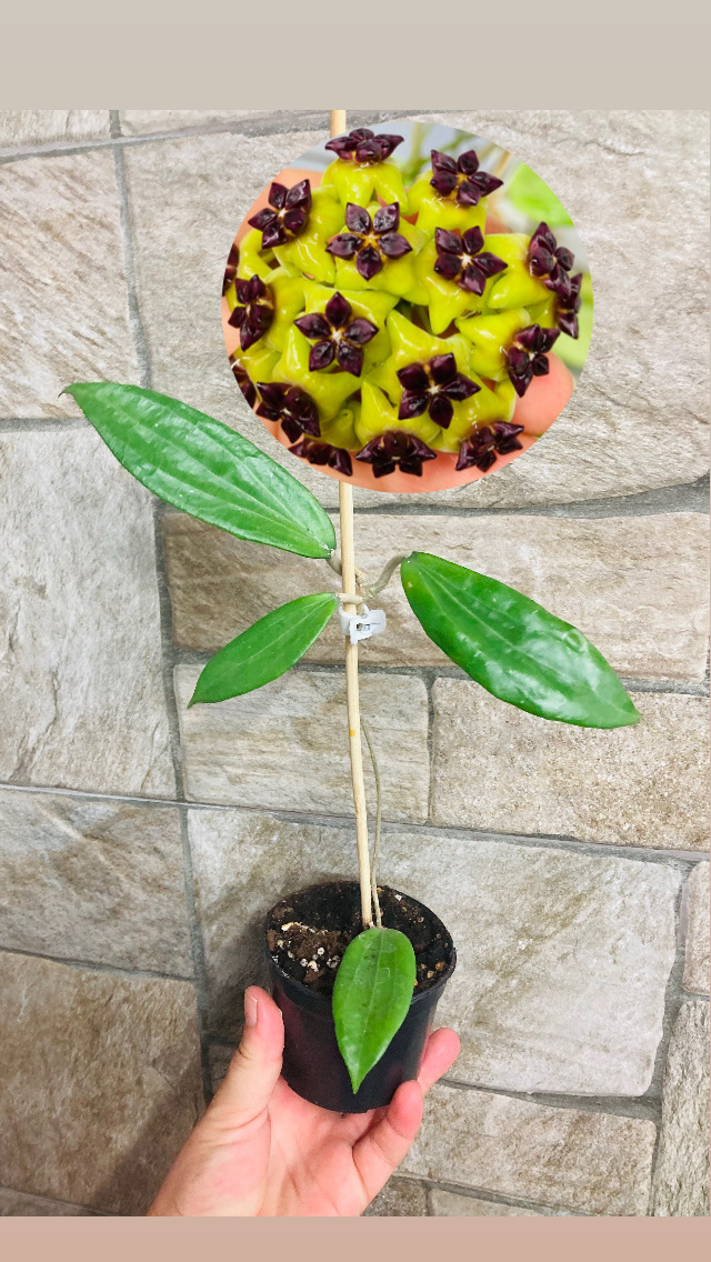 Hoya cinnamomifolia 
