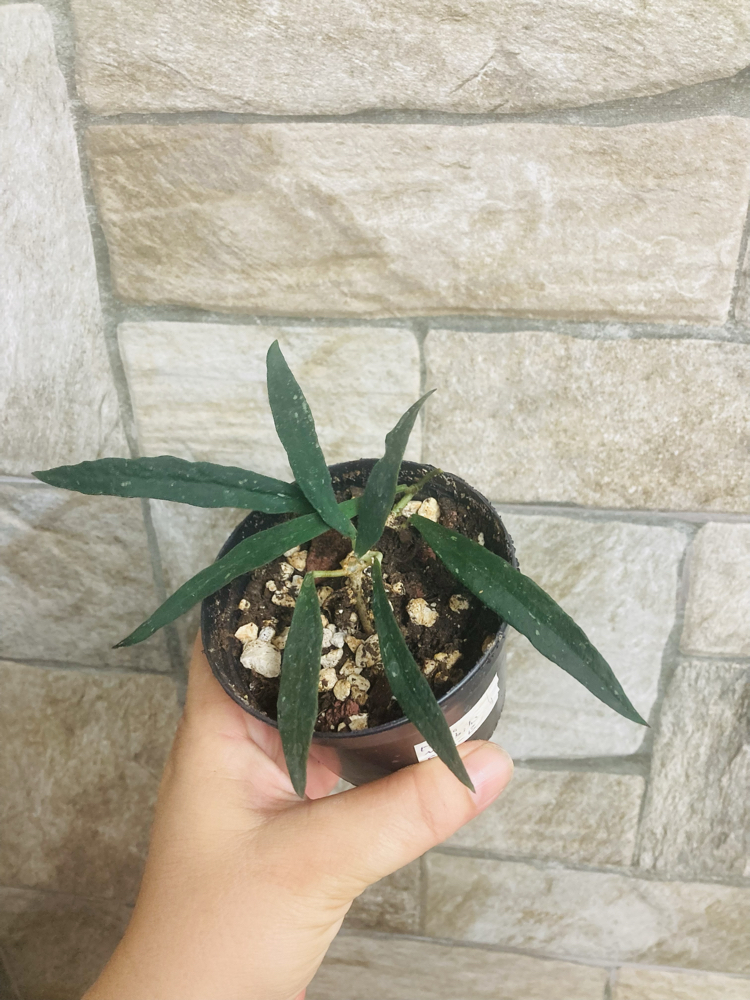 Hoya mirabilis
