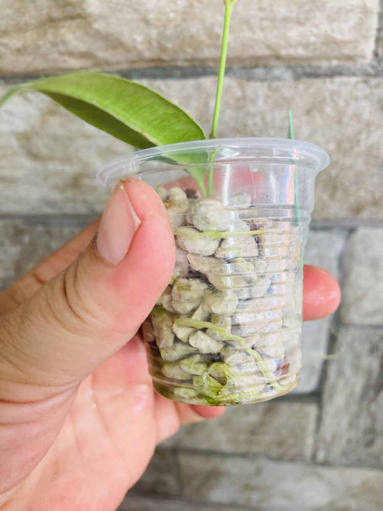 Hoya grenii