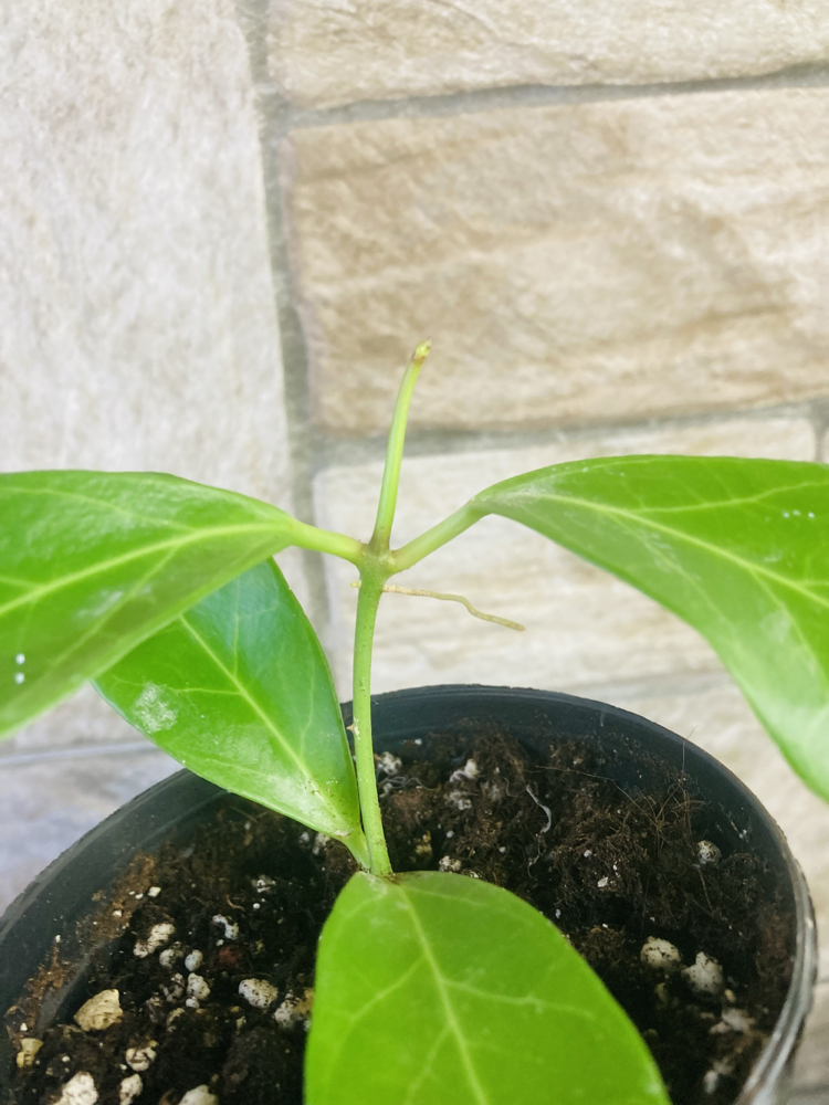 Hoya obscura