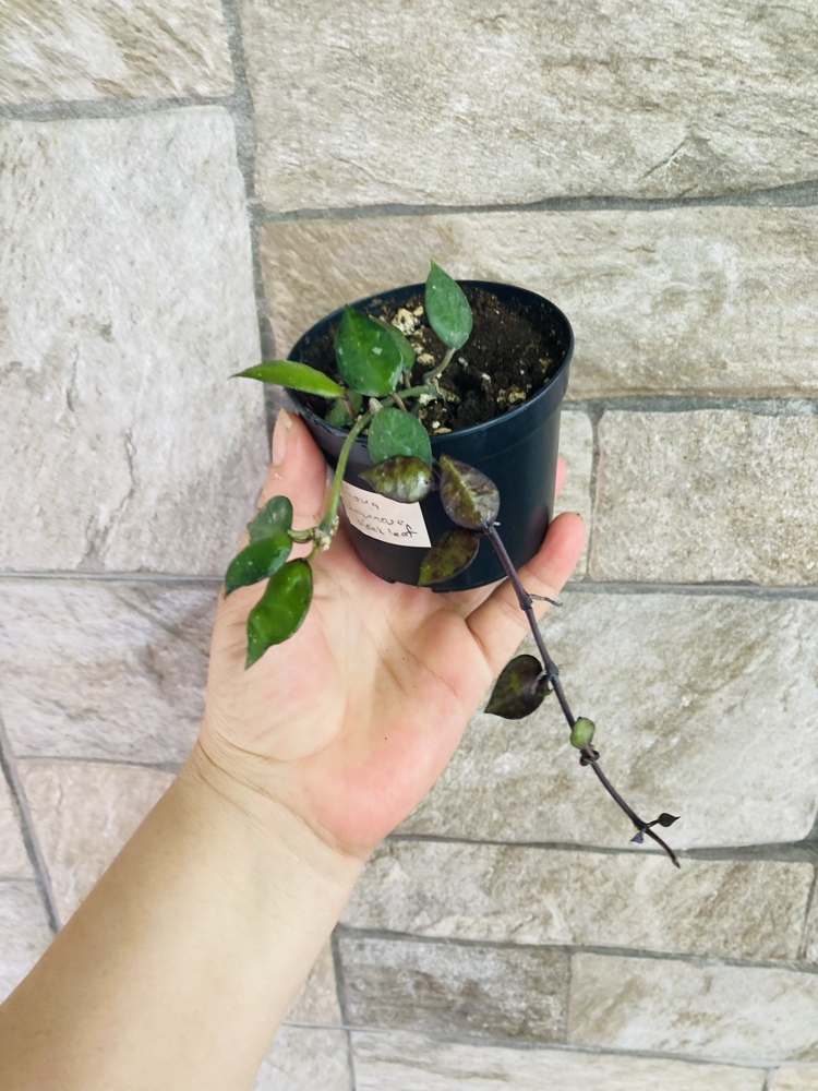 Hoya lacunosa black leaf