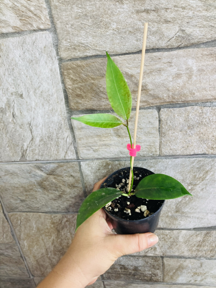 Hoya ut 030