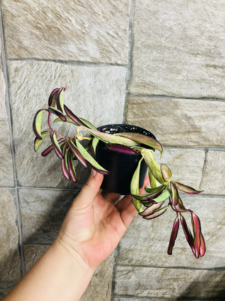 Hoya wayetii tricolar 