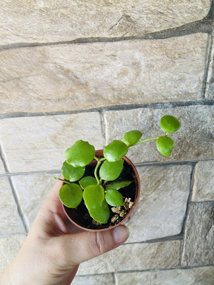 Hoya endauensis