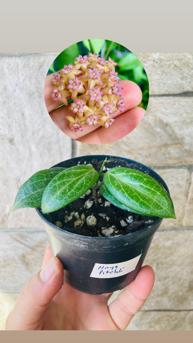 Hoya fitchii