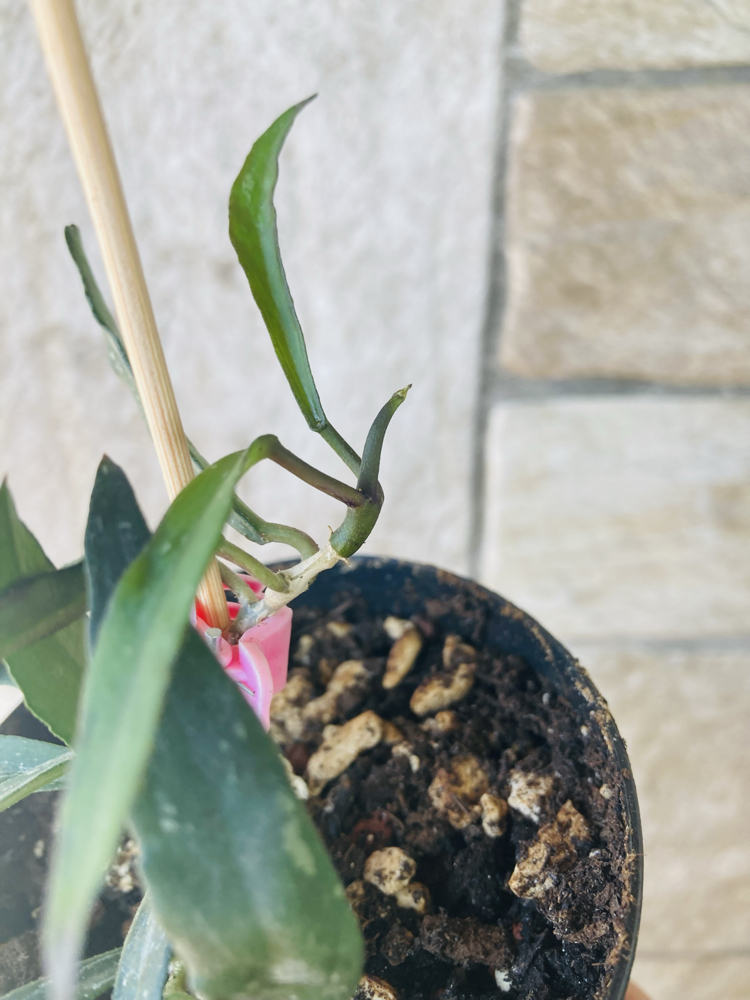 Hoya mirabilis 
