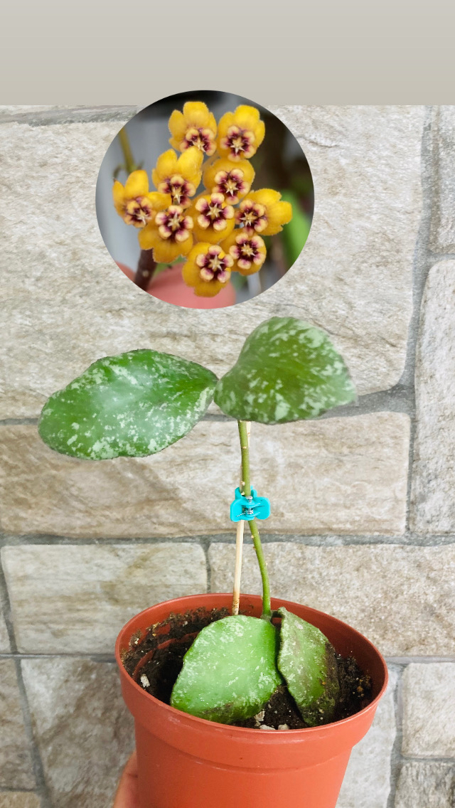 Hoya waymaniae splash borneo 