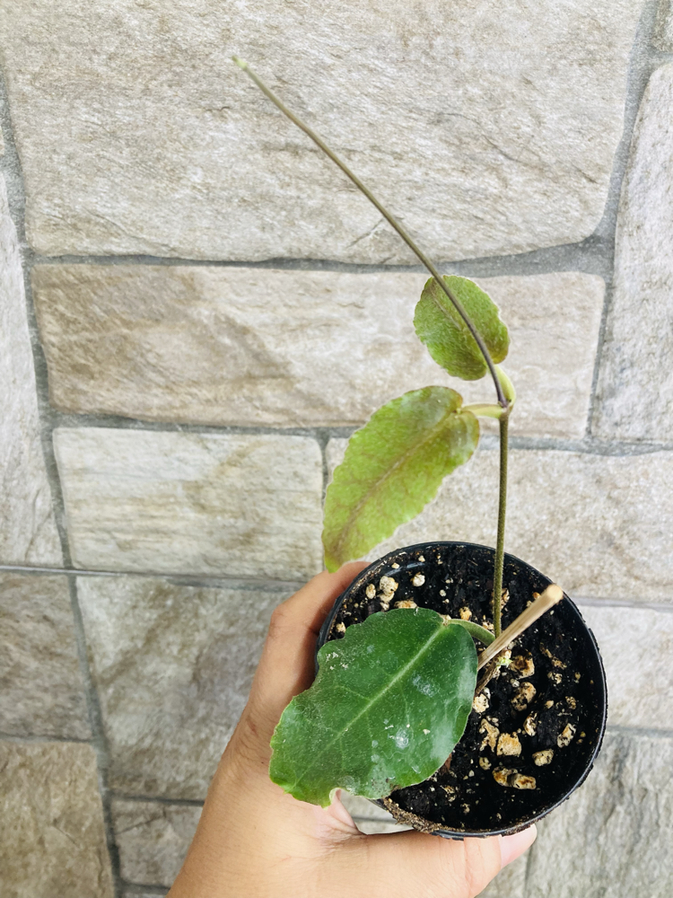 Hoya versteegii 