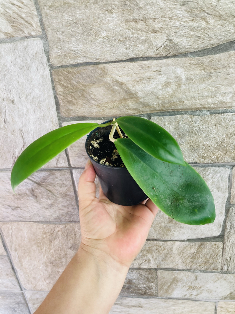 Hoya incarssata 