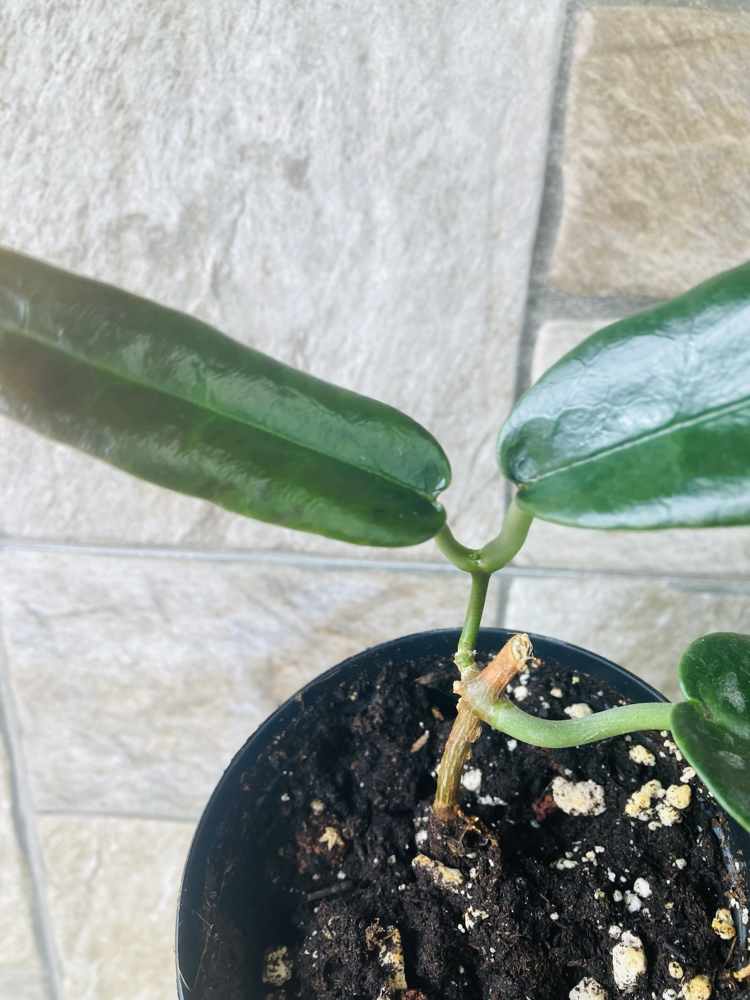 Hoya Arcboldiana 