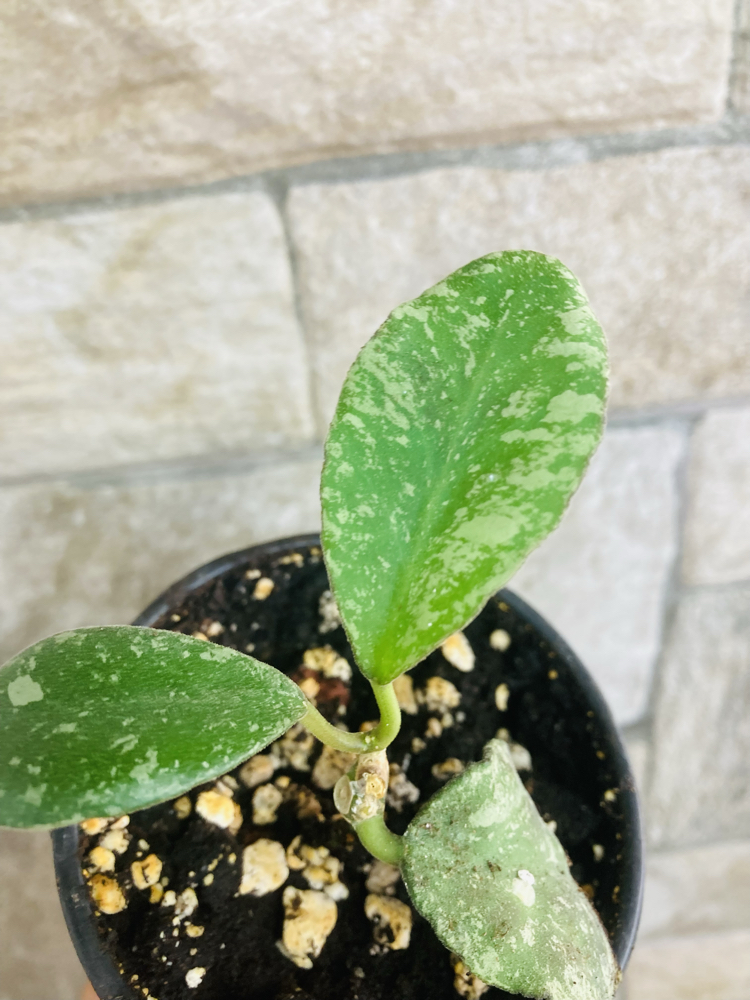 Hoya waymaniae splash borneo