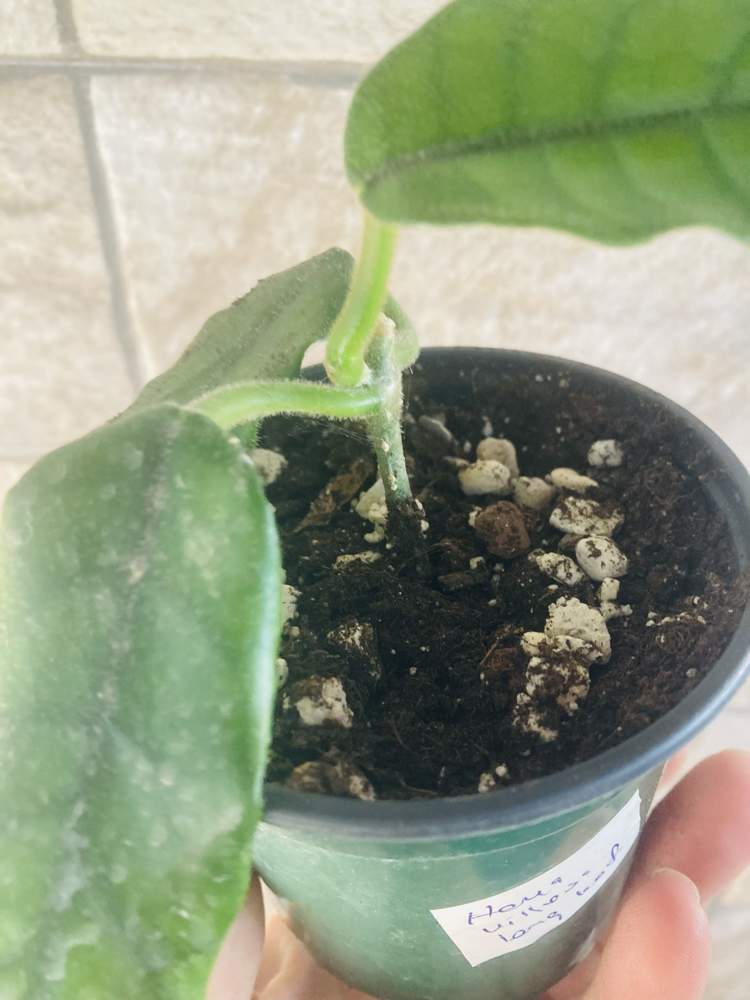 Hoya villosa long leaf