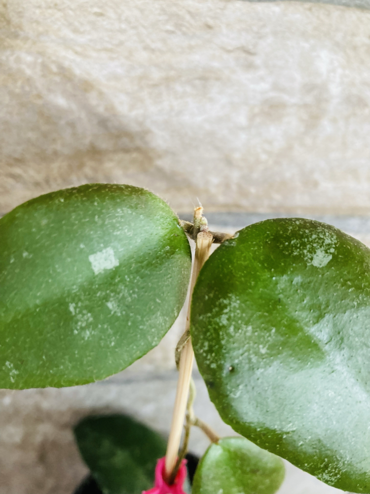 Hoya caudata sumatra 