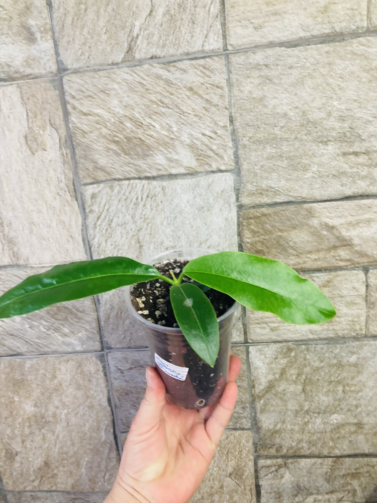 Hoya imperialis var rauschii