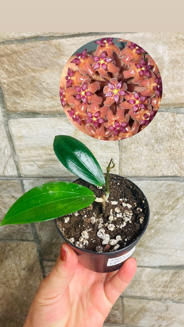 Hoya Lp 009