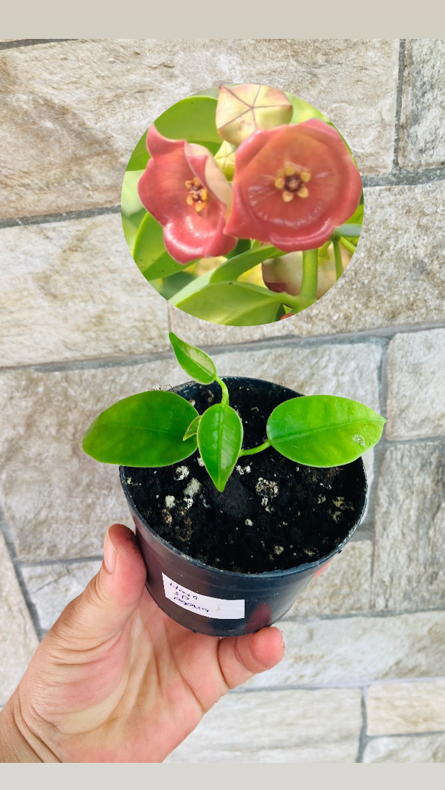 Hoya sp papua