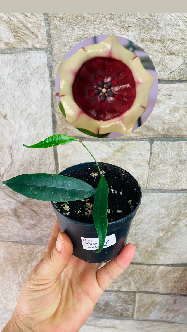 Hoya wallichii ssp tenebrosa slm 02