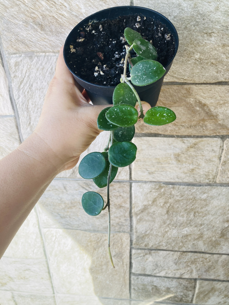 Hoya mathilde 